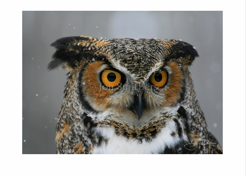 030607_9992- Great Horned Owl.jpg